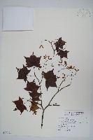 藏品(青楓)的圖片