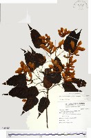 藏品(尖葉槭)的圖片