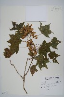 藏品(臺灣掌葉槭)的圖片