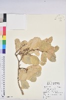 藏品(白樹仔)的圖片