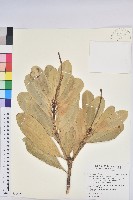 藏品(蘭嶼土沉香)的圖片