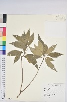 藏品(臺灣土沉香)的圖片