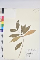 藏品(臺灣土沉香)的圖片