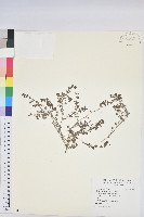 藏品(千根草)的圖片