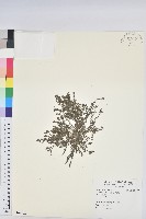 藏品(千根草)的圖片