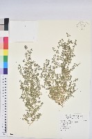 藏品(匍根大戟)的圖片