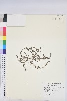藏品(伏生大戢)的圖片