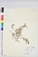 藏品(小葉大戟)的圖片