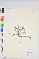 藏品(小葉大戟)的圖片