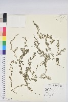 藏品(小葉大戟)的圖片