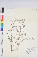 藏品(紫斑大戟)的圖片