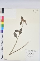 藏品(猩猩草)的圖片