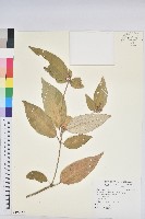 藏品(裡白巴豆)的圖片