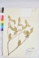 藏品(裡白巴豆)的圖片