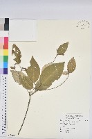 藏品(裡白巴豆)的圖片