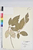 藏品(裡白巴豆)的圖片