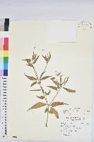 藏品(毛果巴豆)的圖片