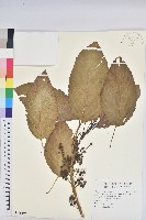 藏品(假鐵莧)的圖片