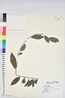 藏品(土密樹)的圖片