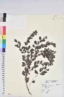 藏品(紅仔珠)的圖片