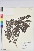 藏品(紅仔珠)的圖片