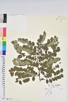 藏品(紅仔珠)的圖片