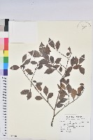 藏品(南仁五月茶)的圖片