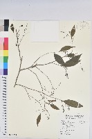 藏品(密花五月茶)的圖片