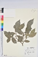 藏品(枯里珍)的圖片