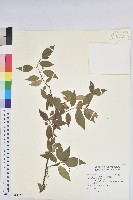 藏品(恆春鐵莧)的圖片