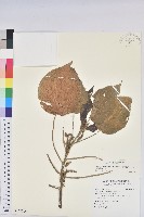 藏品(紅頭鐵莧、蘭嶼鐵莧)的圖片