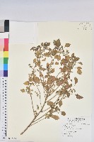 藏品(印度鐵莧)的圖片