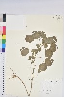 藏品(印度鐵莧)的圖片