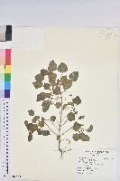 藏品(印度鐵莧)的圖片