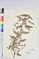 藏品(鐵莧菜)的圖片