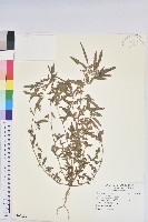 藏品(鐵莧菜)的圖片
