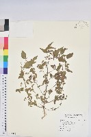 藏品(鐵莧菜)的圖片