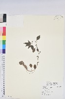 藏品(鐵莧菜)的圖片