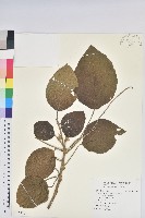 藏品(屏東鐵莧)的圖片