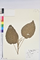 藏品(屏東鐵莧)的圖片