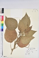 藏品(屏東鐵莧)的圖片