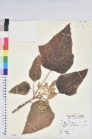 藏品(石栗)的圖片