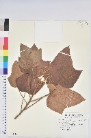 藏品(石栗)的圖片