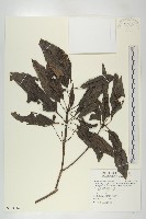 藏品(奧氏虎皮楠)的圖片