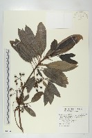 藏品(奧氏虎皮楠)的圖片