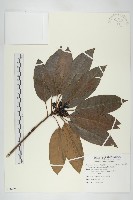 藏品(虎皮楠)的圖片