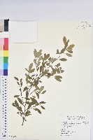 藏品(爪哇高卡)的圖片