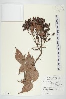 藏品(紅葉藤)的圖片