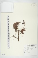 藏品(紅葉藤)的圖片