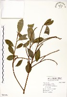 藏品(榕樹)的圖片